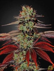 King’s Kush Auto - Green House Seeds