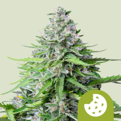 Royal Cookies Automatic - Royal Queen Seeds