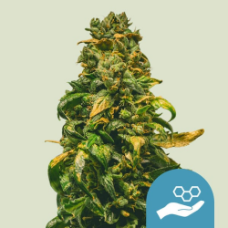 Solomatic CBD - Royal Queen Seeds