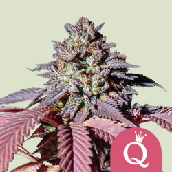 Purple Queen - Royal Queen Seeds