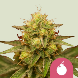 Royal Domina - Royal Queen Seeds