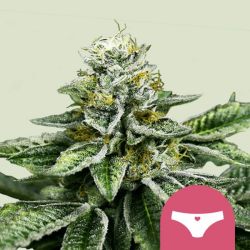 Sherbet Queen - Royal Queen Seeds