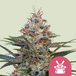 Shogun - Royal Queen Seeds