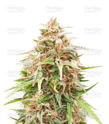 Shiva Skunk Automatic (Sensi Seeds) Cannabis-Samen