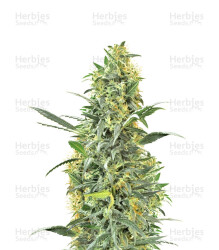 Hindu Kush (Sensi Seeds) Cannabis-Samen