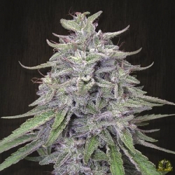 Bangi Haze Reg. - ACE Seeds