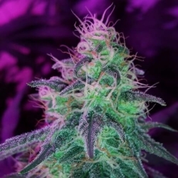 Blackjack - Nirvana Seeds