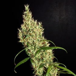 Rasol Village regulär - Khalifa Genetics