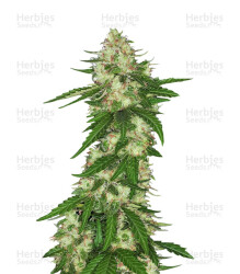 Congo Regular (Ace Seeds) Cannabis-Samen