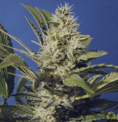 Chocolate Chunk - T.H. Seeds