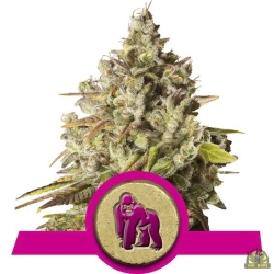 Royal Gorilla - Royal Queen Seeds