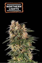 Northern Lights Auto - Seedstockers