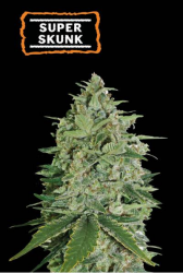 Super Skunk Auto - Seedstockers