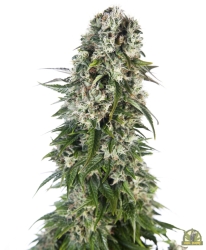 Big Bud Automatic - Sensi Seeds