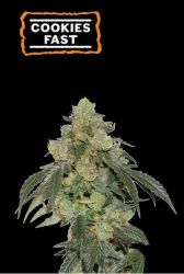 Cookies Fast - Seedstockers