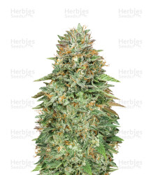 Critical Poison Fast Version (00 Seeds) Cannabis-Samen