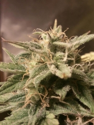 Auto Bubble - Female Seeds