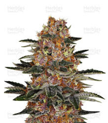 Purple Punch Auto feminisierte Samen (Barney’s Farm)