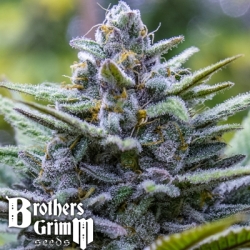 Crystal Blue Reg. - Brothers Grimm Seeds