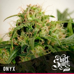 Onyx - Short Stuff Seedbank