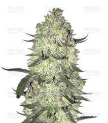 Gorilla Cookies (Big Head Seeds) Cannabis-Samen