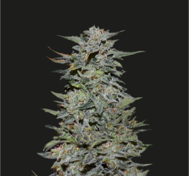 Boy Scout Cookies - Kalashnikov Seeds