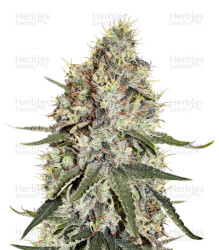 Amnesia (Seedstockers) Cannabis-Samen