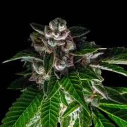 Baker's Delight - DNA Genetics