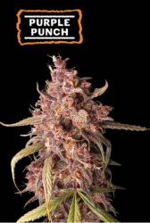 Purple Punch Auto - Seedstockers