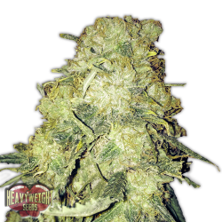 Goldmine - Heavyweight Seeds