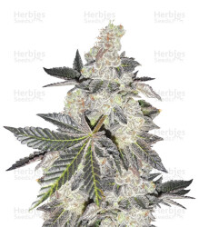 Girl Scout Cookies (BlimBurn Seeds) Cannabis-Samen