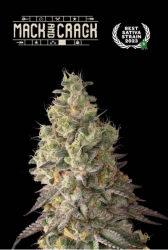 Superior Mack & Crack Auto - Seedstockers