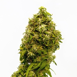 Swiss Dream CBD - Kannabia Seeds