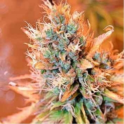 Blue Medi Kush - Spliff Seeds