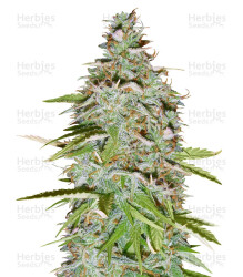 Candy Kush Auto (Auto Seeds) Cannabis-Samen