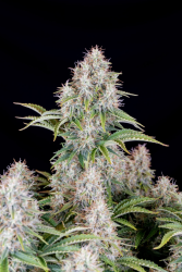 Cinderella Auto (Original) - FastBuds Seeds