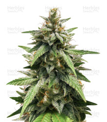 GG#4 Original Glue (BlimBurn Seeds) Cannabis-Samen