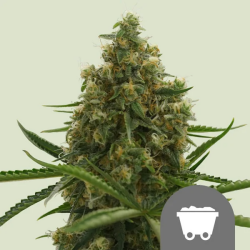 Shining Silver Haze regulär - Royal Queen Seeds