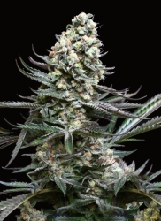 Amazing Auto - Absolute Cannabis Seeds