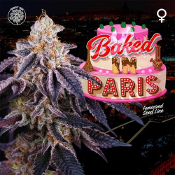 Baked in Paris - Perfect Tree Seeds