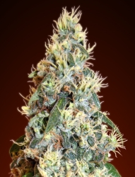 Auto Jack Herer - Advanced Seeds