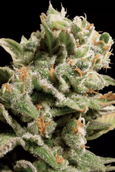 Dutch Dragon - Paradise Seeds