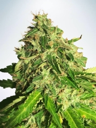 Auto CBD Star - Ministry of Cannabis