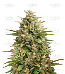 Double OG Haze (Pyramid Seeds) Cannabis-Samen