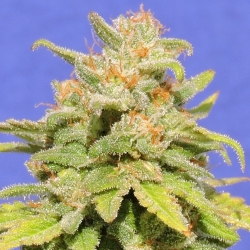 White Crystal Meth Auto - Original Sensible seeds