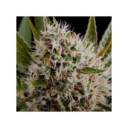 Lithium OG Kush - Nirvana Seeds