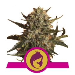 Mother Gorilla - Royal Queen Seeds