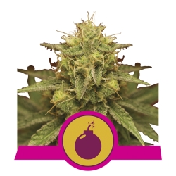 Royal Domina - Royal Queen Seeds