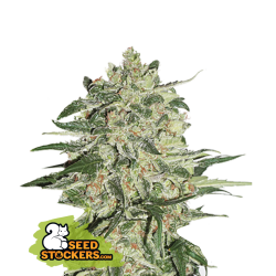 Big Bud - SeedStockers