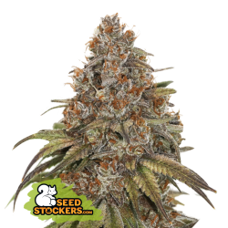 Blackberry Gum Auto - SeedStockers